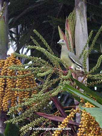 The female Pink-necked Green Pigeon is less colourful but no less pretty