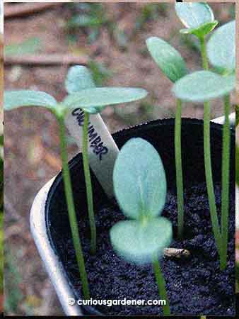 Japanese cucumber sprouts. I saw them when I was last at the plant nursery and couldn't resist, especially as they're from the good seed company, Known You.