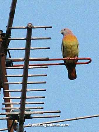 The male Pink-necked Green Pigeon is gorgeously colourful