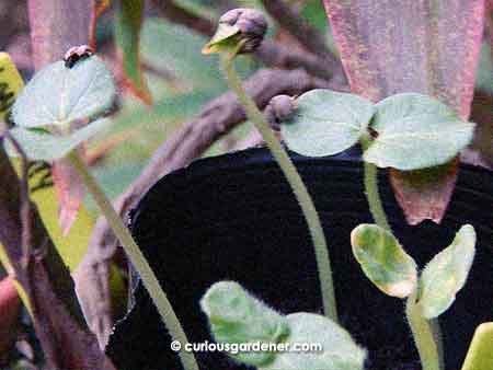 Okra sprouts - I don't know how many generations down from the seeds given by Grandpa Weed a few years ago.