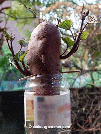 "Look at me!" the sprouting sweet potato seems to be saying...