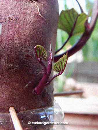 Hello, little sweet potato sprout!