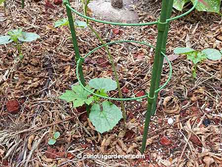 Cheeky volunteer plants - four bittergourd plants, with one right at the base of one of the bean plants. I guess there must have been a fruit in some of the compost I gathered.