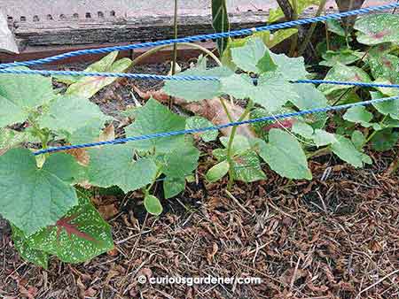 The cucumber plants took well to being planted out. They didn't even mind being planted close to the foliage plants.