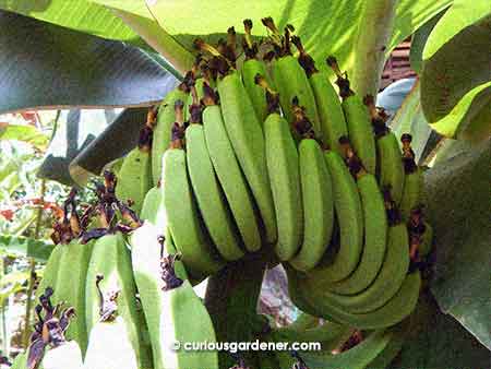 The first, topmost hand of bananas looks really impressive!