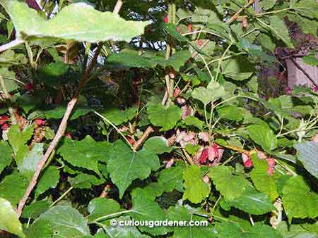 It's so difficult to get all the mulberries in the picture, but I tried my best...