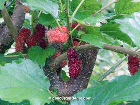 One of the many clusters of mulberries.