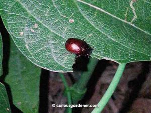I was perturbed to find the regular brown beetle also munching on the bush bean leaves as well...