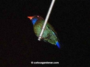 I only discovered the existence of the Dollarbird when one roosted on the TV antennae one night, although I've heard them (not knowing what they are) as they fly quite high up.