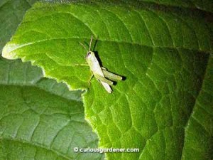 A young grasshopper resting on a leaf for the night.