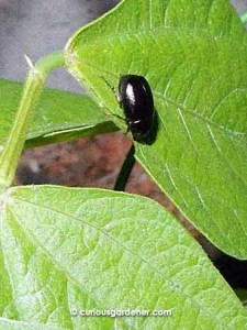 My nemesis - these small black beetles descend on the bus bean plants at night and feast on the leaves.