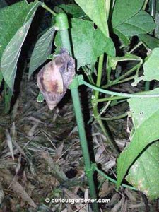 No surprises to find the snails out, but I did not expect to find it climbing up the plant support, also nibbling on the bush bean plants.