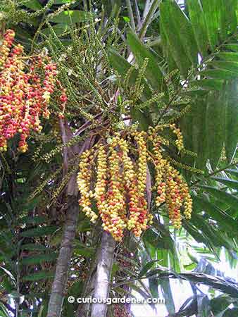 Palm trees can look very festive because of the multitude of colourful berries!