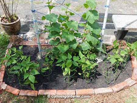 The veggie bed after  adding the top dressing of Greenback potting mix. The potting mix was so dark and rich that the mynahs came immediately when I finished to inspect it for food!