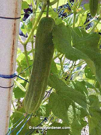 This is one of the big cucumbers...