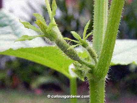 I like that these plants are anxious to fruit profusely.