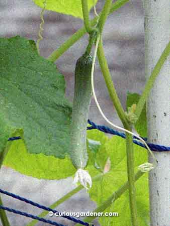 You know the fruit has set when the base of it (near the stem) turns dark green instead of remaining the same colour as the rest of the fruit bud.