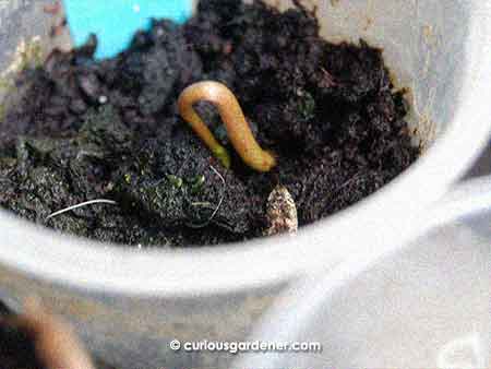 It looks like an incey-wincey worm but this is just the stem of the custard apple sprout before the head emerged.