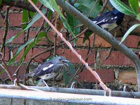 A juvenile Oriental magpie robin accompanied by an adult male (partially obstructed above).