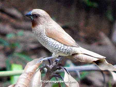 At a quick glance, the scaly-breasted munia can be mistaken for a sparrow.