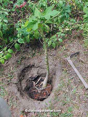 This was as deep as I could plant the papaya plant.