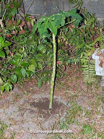 After planting it out, the stem looked quite thin and fragile to me. I wish I could have buried more of the plant...