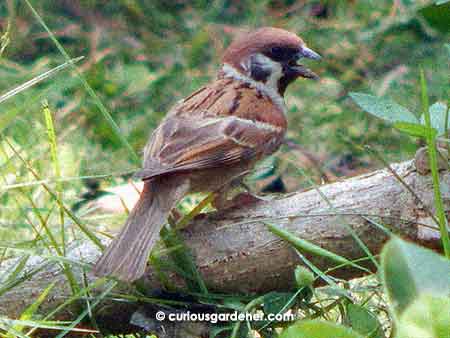 These little sparrows were oh so common back in the 1970s. For whatever reason, they seemed to disappear, but recently began to show up here again.