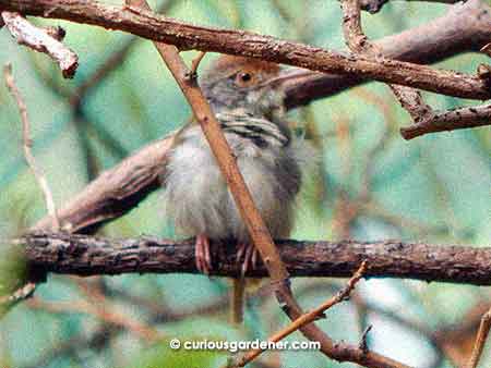 The common tailorbird is also easy to confuse with sparrows because it's small, brown and fast - making identifying it a challenge.