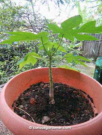 It was so promising a year ago when I transplanted this into the second, bigger pot...