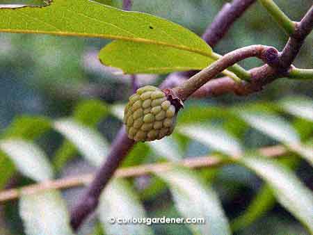 And here's the little star of this post - the miniature custard apple fruit. It's adorable!