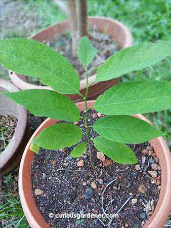 The custard apple plant grew steadily when it was first placed out in the garden. Surprisingly, it has not taken root through the container yet.