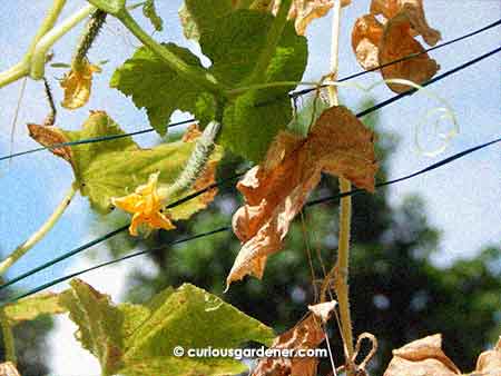 The cucumber plants look pretty scraggly. I'm not sure if it's because of the weather or if they're coming to the end of season. The plants will get a nice prune this weekend, and I think I'll sow a few more seeds just in case. It has been lovely harvesting these fruits for immediate use in the hot weather we've been having.