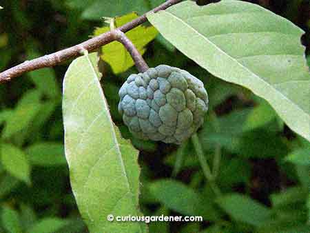 The first custard apple has been growing well. Here it is looking nice and plumply round!