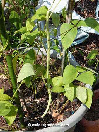 We've also been enjoying long beans from the few plants around the place. As usual, I need more trellises, so the bean harvest has been small and sporadic.