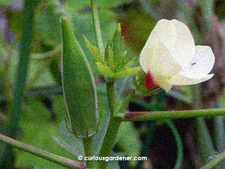 Some of our okra plants have managed to escape the voracious appetites of snails while growing, and we are happily anticipating okra season soon.