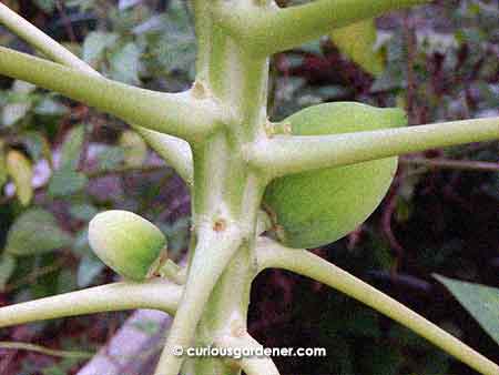 Curiously, the second papaya to set is growing faster than the first. I wonder if the first one will stay or abort eventually? There are many more buds forming further up, so this should be the beginning of papaya season here!