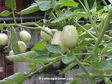 It's been about 5 years since we tried growing tomatoes. I stopped because they tended to attract whiteflies, but I'm wondering if it's time to try again...