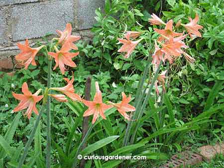 A bed of orange hippeastrums in bloom is a cheerful sight.