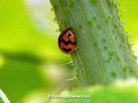 The adult ladybug we're familiar with, looking shiny and new!