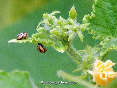 These are ladybug cocoons. Don't squish them! It's the magical period when they develop from larvae to beetles.