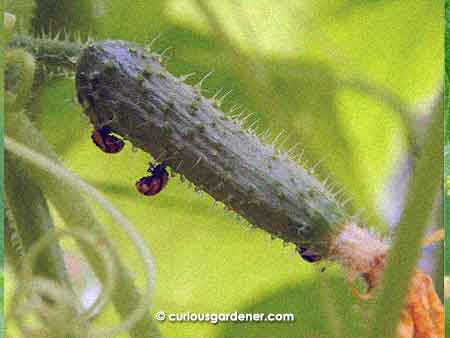 It's fortunate that ladybugs metamorphosise faster than a cucumber takes to ripen!