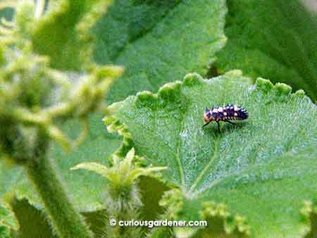 Know your beneficial insects 101: this is a ladybug larva. Don't kill it!
