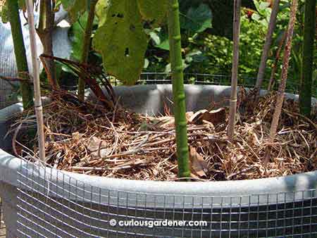 Adding a layer of mulch around plants helps keep moisture in the soil from evaporating too fast. If the mulch is organic, it will also become food for the plants when it decomposes. Win-win.