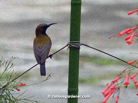 Sunbirds are among the daily feathered visitors to our garden.