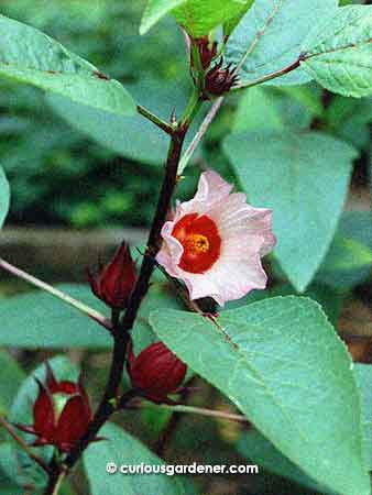 I love the ornamental look of the roselle plant, but it tends to attract mealybugs...