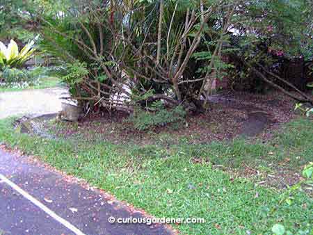 The dog-made swale flooded after some heavy rain. Water runs off the driveway into the trench, and collects until it finally soaks into the ground. Since the soil is somewhat compacted, it takes a while to drain away.