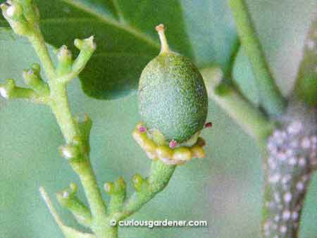 Up close and personal with the forming peanut butter fruit.