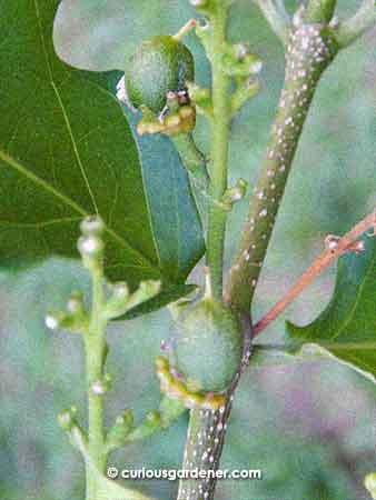 The first two peanut butter fruits!