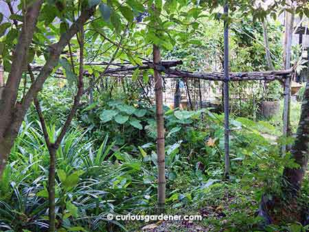 All this lush growth lines the way in to the bistro at the entryway to the farm, together with the song of frogs hidden somewhere within.