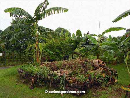 Banana plants are heavy feeders, and here they have build a compost pile right next to the plant.